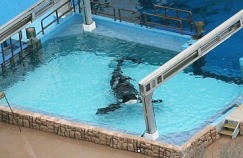 orca-in-tank